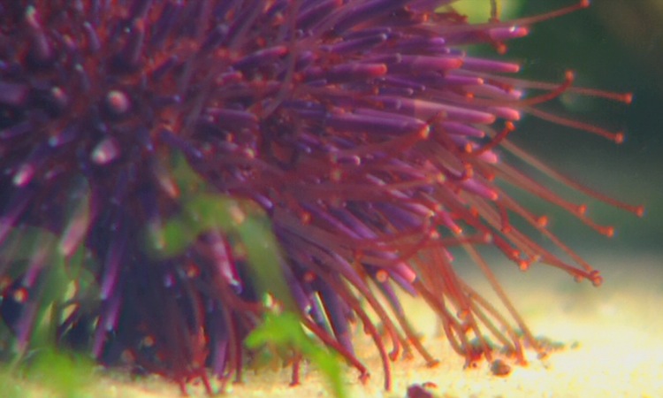 La Fécondation chez l'Oursin - Introduction - 2mn 52s